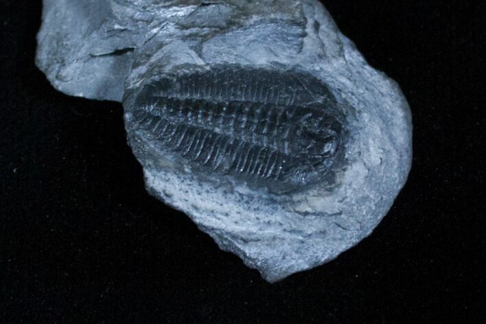 Inch Wujiajiania Sutherlandi Trilobite #3206